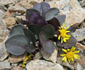senecio